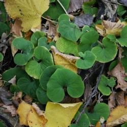Asarum canadense (Wild-ginger), habit, fall, leaf, fall