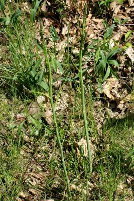 Asparagus officinalis (Asparagus), habit, bark, spring