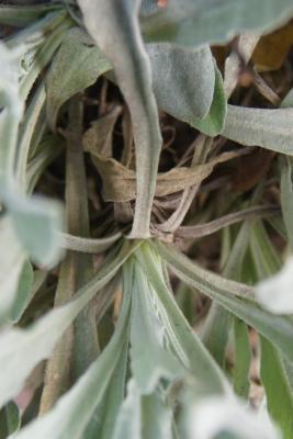 Aurinia saxatilis 'Compacta' (Compact Goldentuft), leaf, petiole