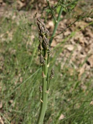 Asparagus officinalis (Asparagus), bud, flower, inflorescence