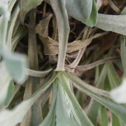 Aurinia saxatilis 'Compacta' (Compact Goldentuft), leaf, petiole