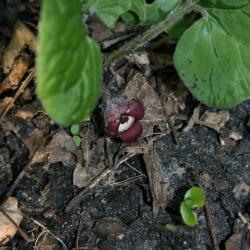 Asarum canadense (Wild-ginger), flower
