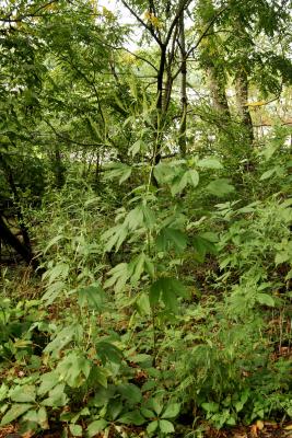 Ambrosia trifida (Giant Ragweed), habit, summer