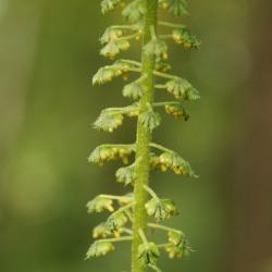 Ambrosia trifida (Giant Ragweed), flower, full