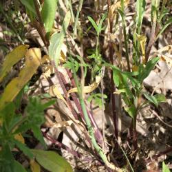 Ambrosia artemisiifolia (Common Ragweed), habit, spring, seedling