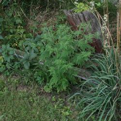 Ambrosia artemisiifolia (Common Ragweed), habitat, habit, summer