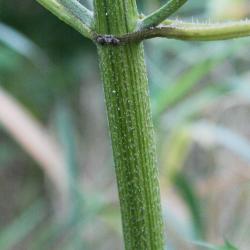 Ambrosia trifida (Giant Ragweed), bark, stem