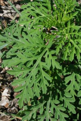 Ambrosia artemisiifolia (Common Ragweed), leaf, upper surface