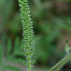 Ambrosia artemisiifolia (Common Ragweed), flower, full