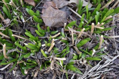 Allium lusitanicum 'Summer Beauty' (Balloon Bouquet Mountain Garlic), habit, spring