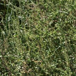 Ambrosia artemisiifolia (Common Ragweed), inflorescence