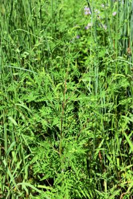 Ambrosia artemisiifolia (Common Ragweed), habit, summer