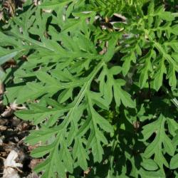 Ambrosia artemisiifolia (Common Ragweed), leaf, upper surface