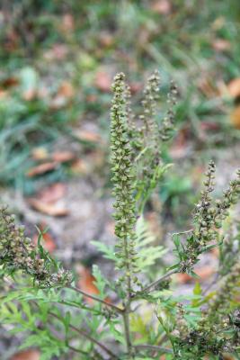 Ambrosia artemisiifolia (Common Ragweed), infructescence