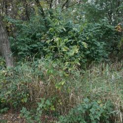 Ambrosia trifida (Giant Ragweed), habitat, habit, fall