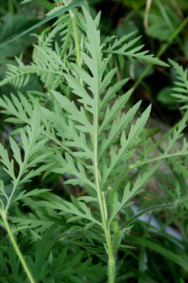 Ambrosia artemisiifolia (Common Ragweed), leaf, lower surface