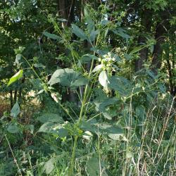 Ambrosia trifida (Giant Ragweed), habit, fall