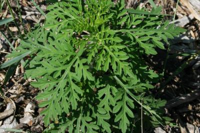 Ambrosia artemisiifolia (Common Ragweed), leaf, summer