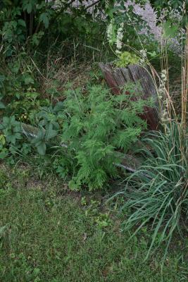 Ambrosia artemisiifolia (Common Ragweed), habitat, habit, summer
