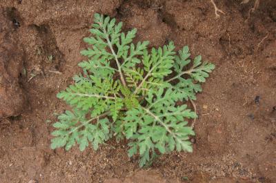 Ambrosia artemisiifolia (Common Ragweed), habit, spring
