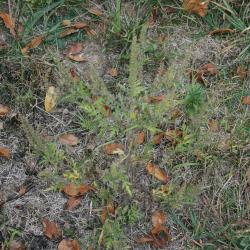 Ambrosia artemisiifolia (Common Ragweed), habit, fall