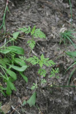 Ambrosia artemisiifolia (Common Ragweed), habit, spring, habit, young