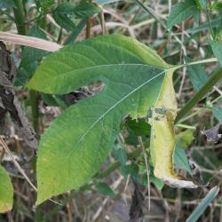 Ambrosia trifida (Giant Ragweed), leaf, fall