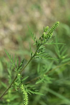 Ambrosia artemisiifolia (Common Ragweed), inflorescence
