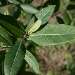 Apocynum androsaemifolium (Spreading Dogbane), leaf, upper, surface