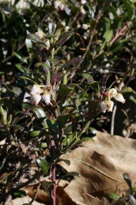 Arctostaphylos uva-ursi (Bearberry), inflorescence, flower, side