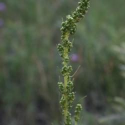 Artemisia campestris subsp. caudata (Beach Wormwood), bud, flower