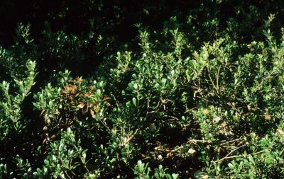 Arctostaphylos uva-ursi (Bearberry), habit, fall