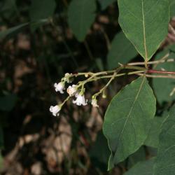 Apocynum androsaemifolium (Spreading Dogbane), inflorescence