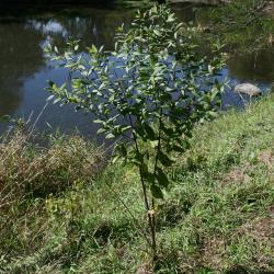Apocynum androsaemifolium (Spreading Dogbane), habit, summer