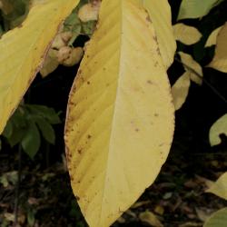Asimina triloba (Pawpaw) leaf, fall