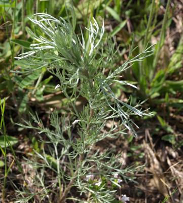 Artemisia campestris subsp. caudata (Beach Wormwood), leaf, spring