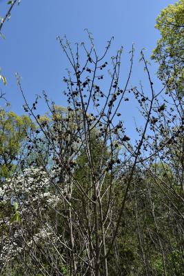 Asimina triloba (Pawpaw), inflorescence, habit, spring