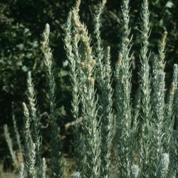 Artemisia cana (Silver Sagebrush), habit, summer, inflorescence