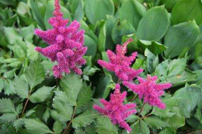 Astilbe chinensis 'Vision in Red' (Vision In Red Chinese Astilbe), inflorescence