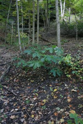 Asimina triloba (Pawpaw), habitat