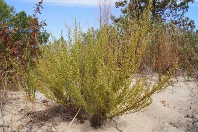 Artemisia campestris subsp. caudata (Beach Wormwood), habitat, habit, fall
