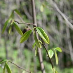 Asimina triloba (Pawpaw), leaf, spring