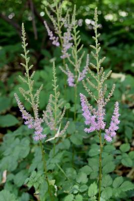 Astilbe chinensis 'Superba' (Fall Chinese Astilbe), inflorescence
