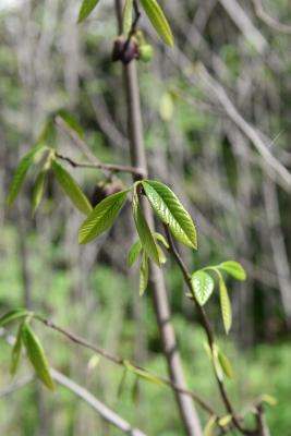 Asimina triloba (Pawpaw), leaf, spring
