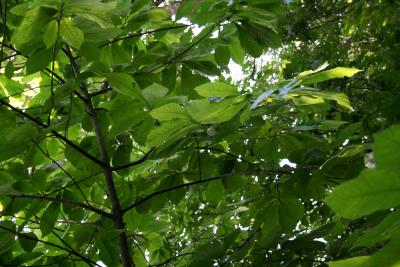 Asimina triloba (Pawpaw), fruit, immature, leaf, summer