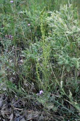 Artemisia campestris subsp. caudata (Beach Wormwood), inflorescence