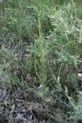 Artemisia campestris subsp. caudata (Beach Wormwood), habitat, habit, summer
