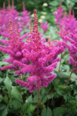 Astilbe chinensis 'Vision in Red' (Vision In Red Chinese Astilbe), inflorescence