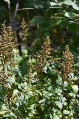 Astilbe 'Maggie Daley' (Maggie Daley Astilbe), infructescence