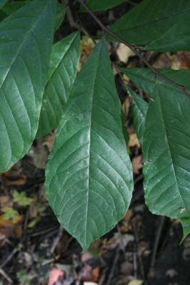 Asimina triloba (Pawpaw), leaf, upper surface